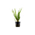 Cryptocoryne Crypt Balansae