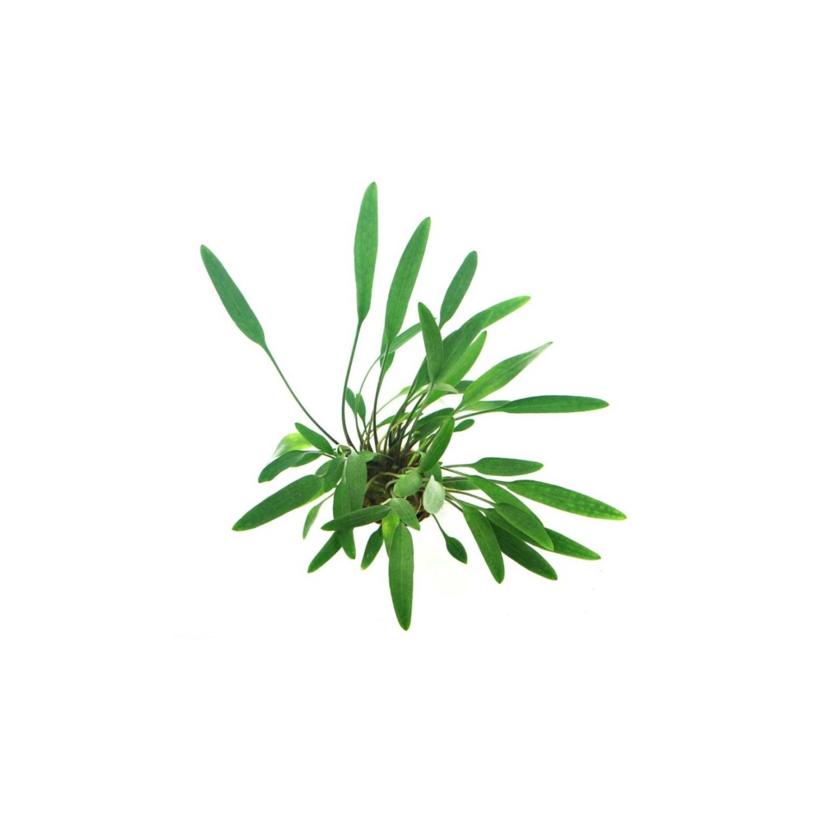 Cryptocoryne Crypt Lucens