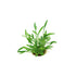 Cryptocoryne Parva