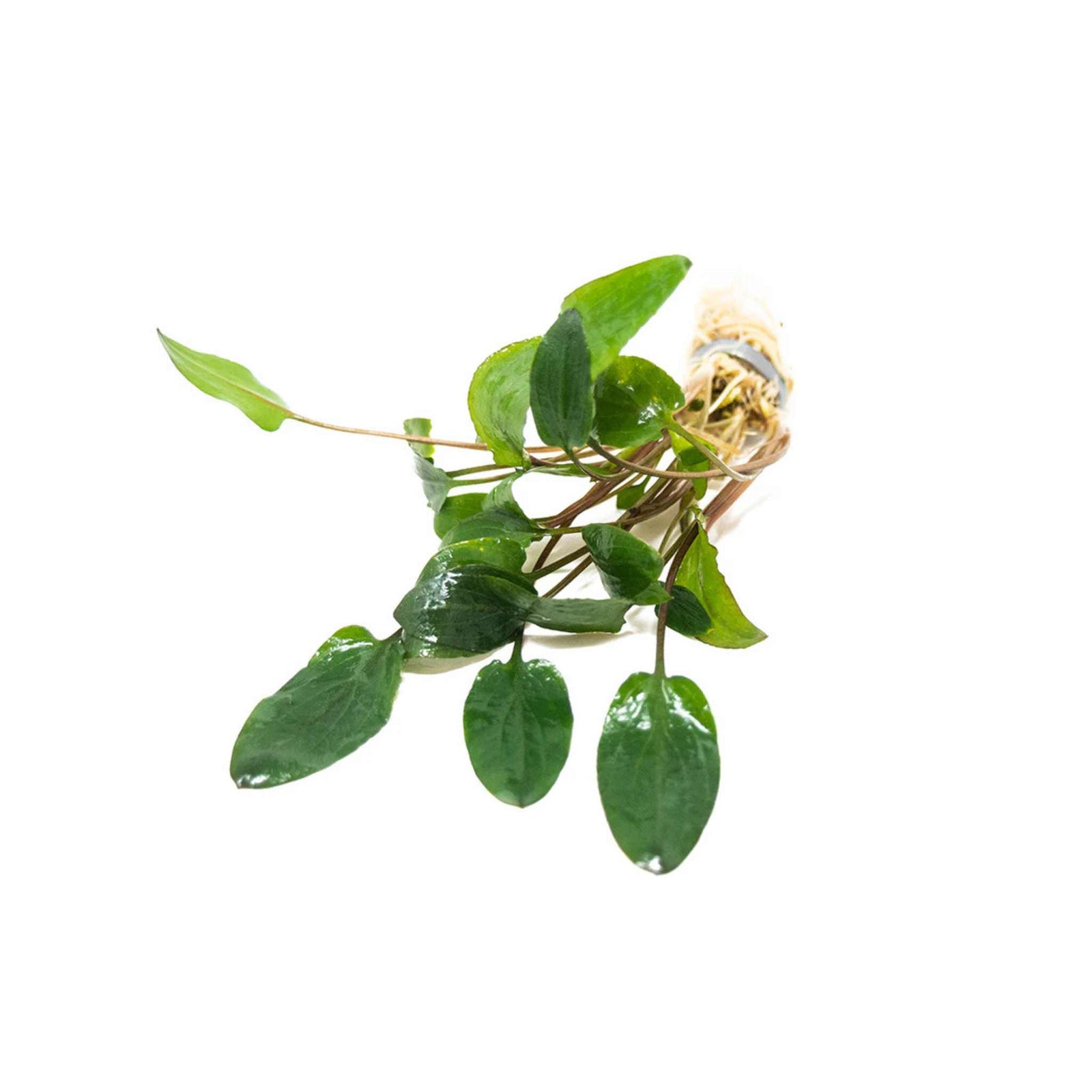 Cryptocoryne Wendtii Green Bare Root