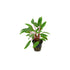 Cryptocoryne Becketii Petchii aquarium plant for sale Canton USA