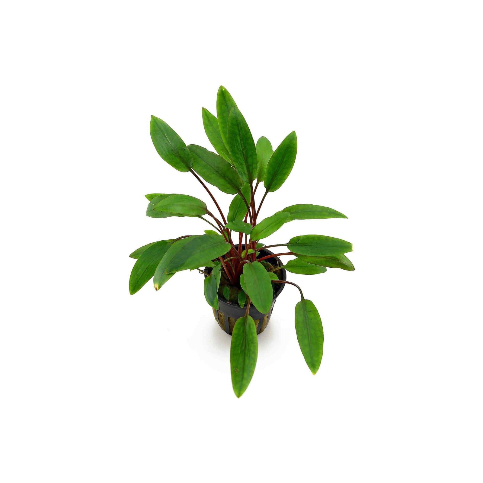 Cryptocoryne Beckettii Petchii Potted aquarium plant