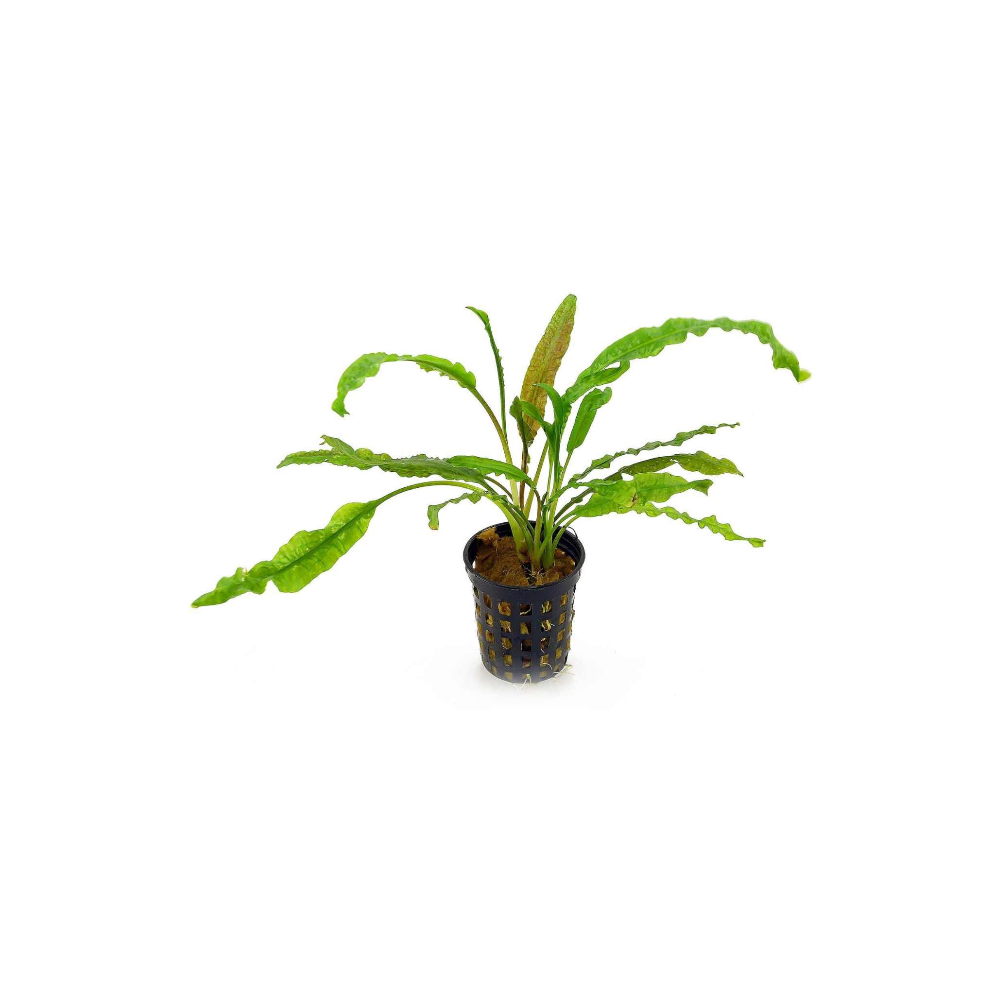 Cryptocoryne Crypt Balansae