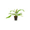 Cryptocoryne Crypt Balansae