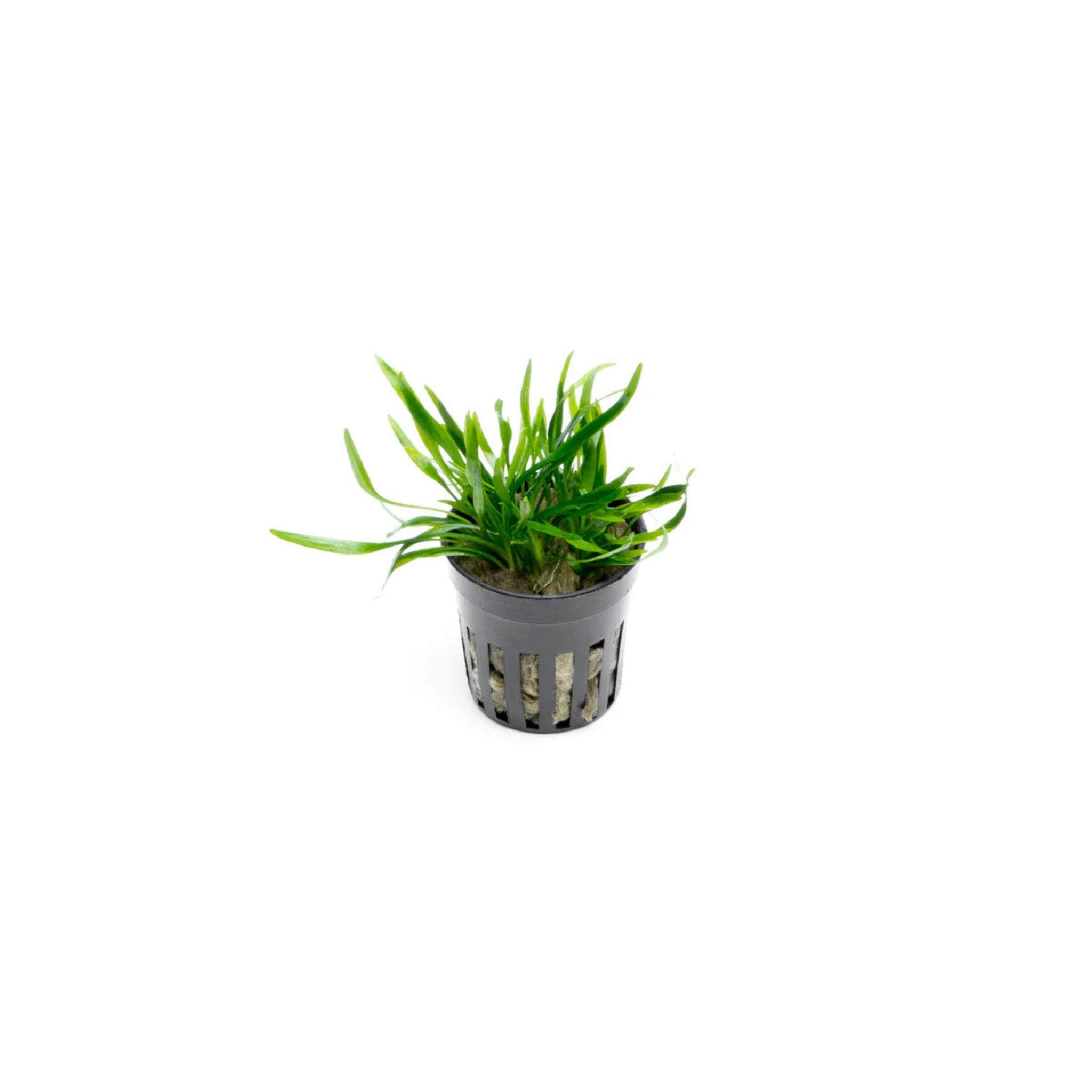 Cryptocoryne Crypt Lucens