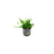 Cryptocoryne Crypt Lucens