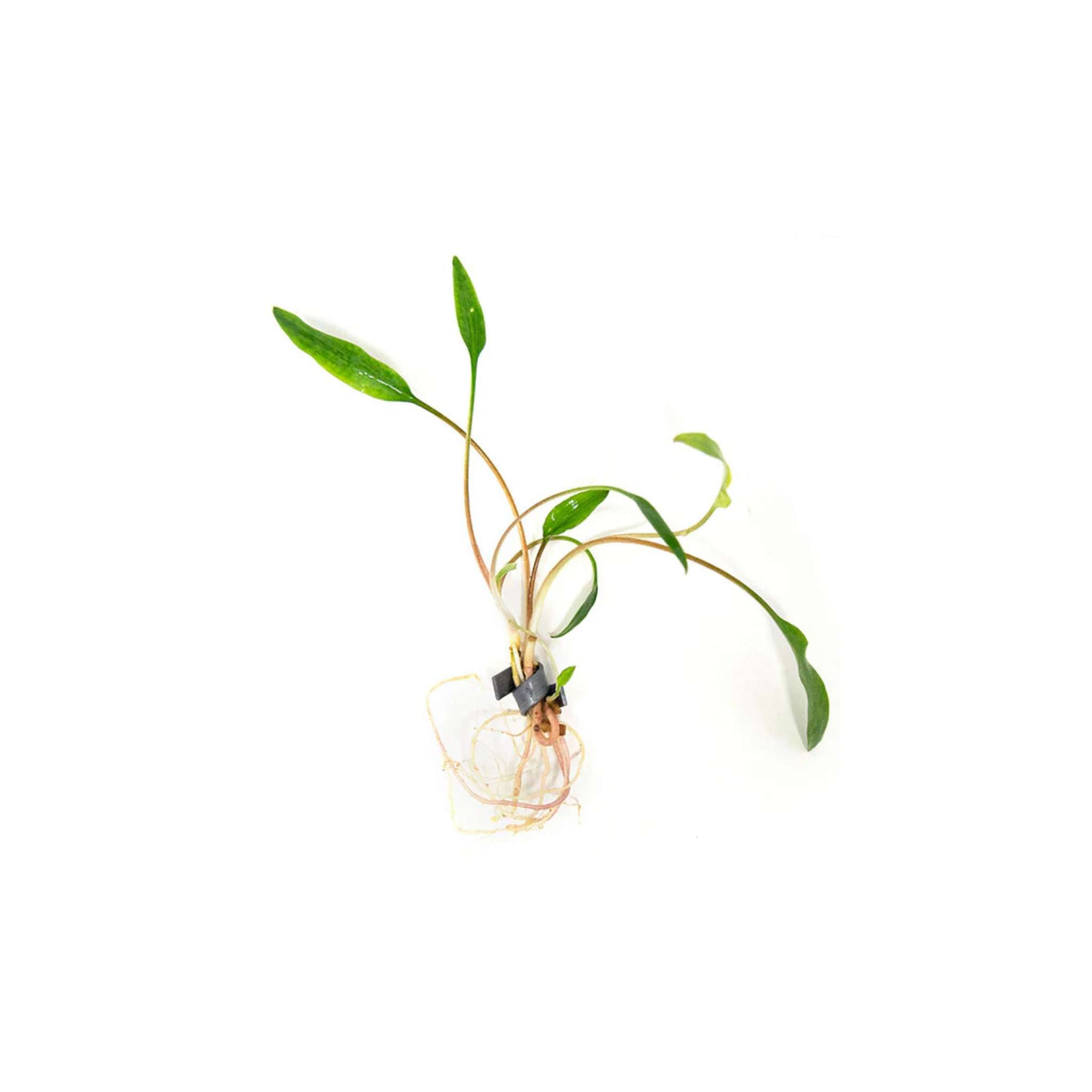 Cryptocoryne Crypt Lutea