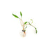 Cryptocoryne Crypt Lutea