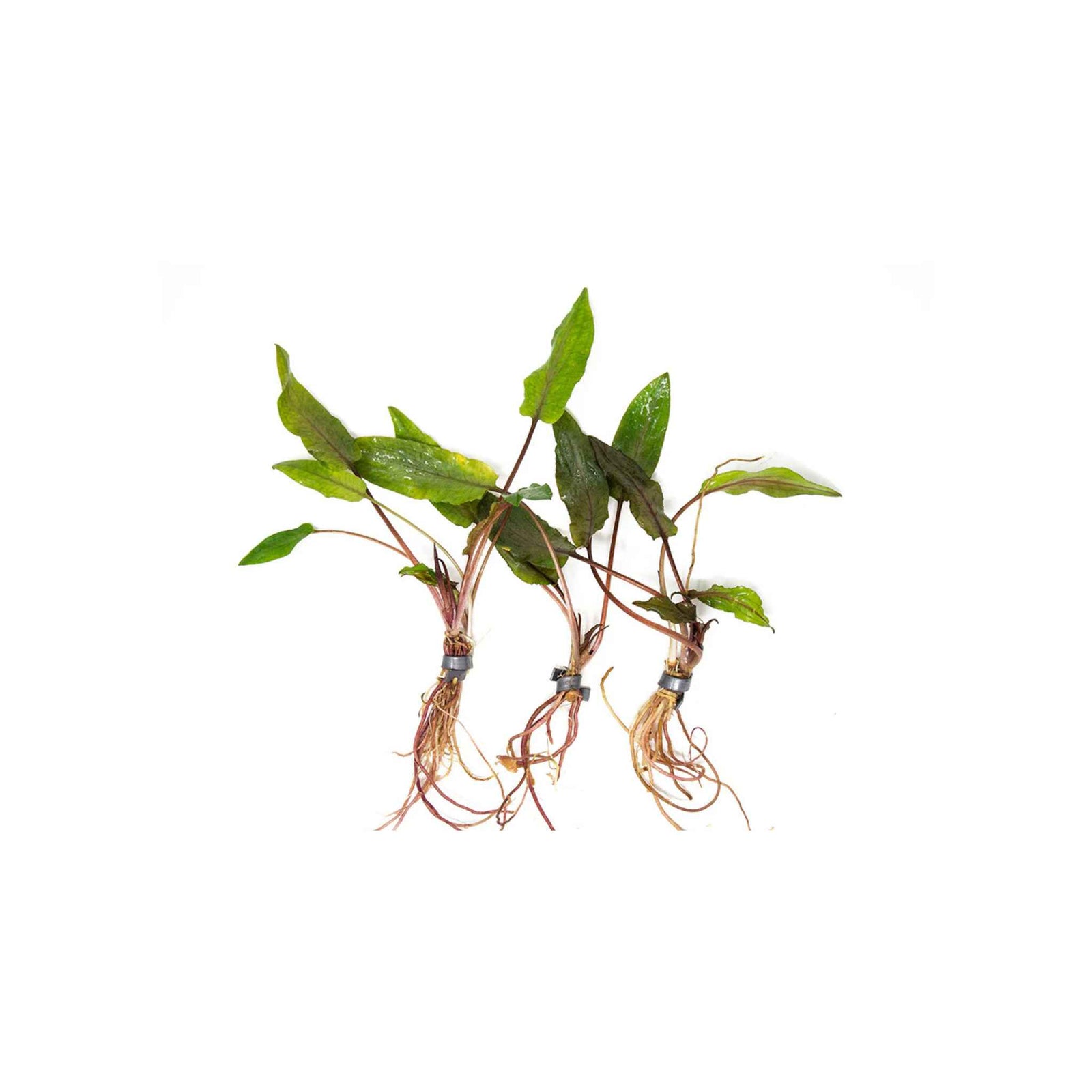 Cryptocoryne Crypt (Undulata)