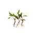 Cryptocoryne Crypt (Undulata)
