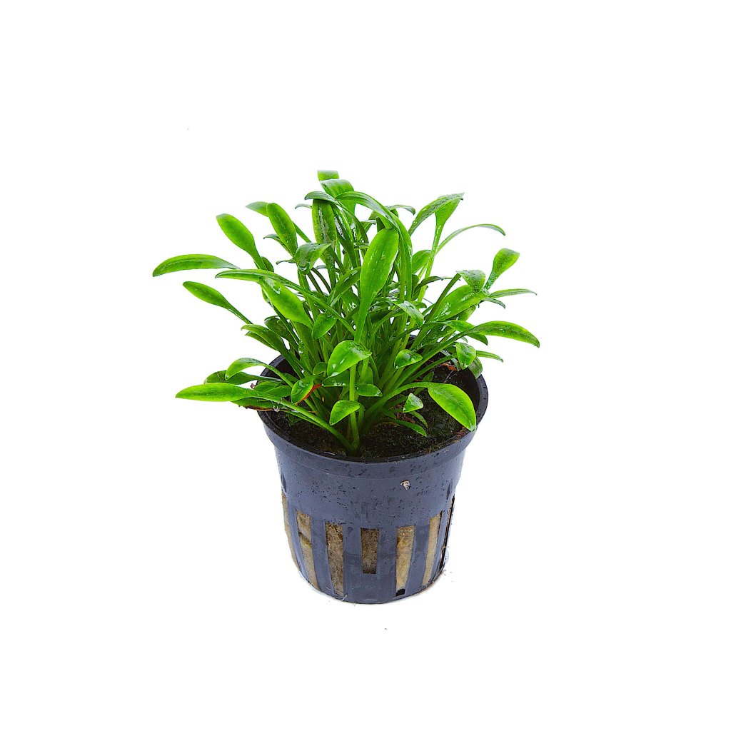 Cryptocoryne Parva, aquarium plant, USA sale.