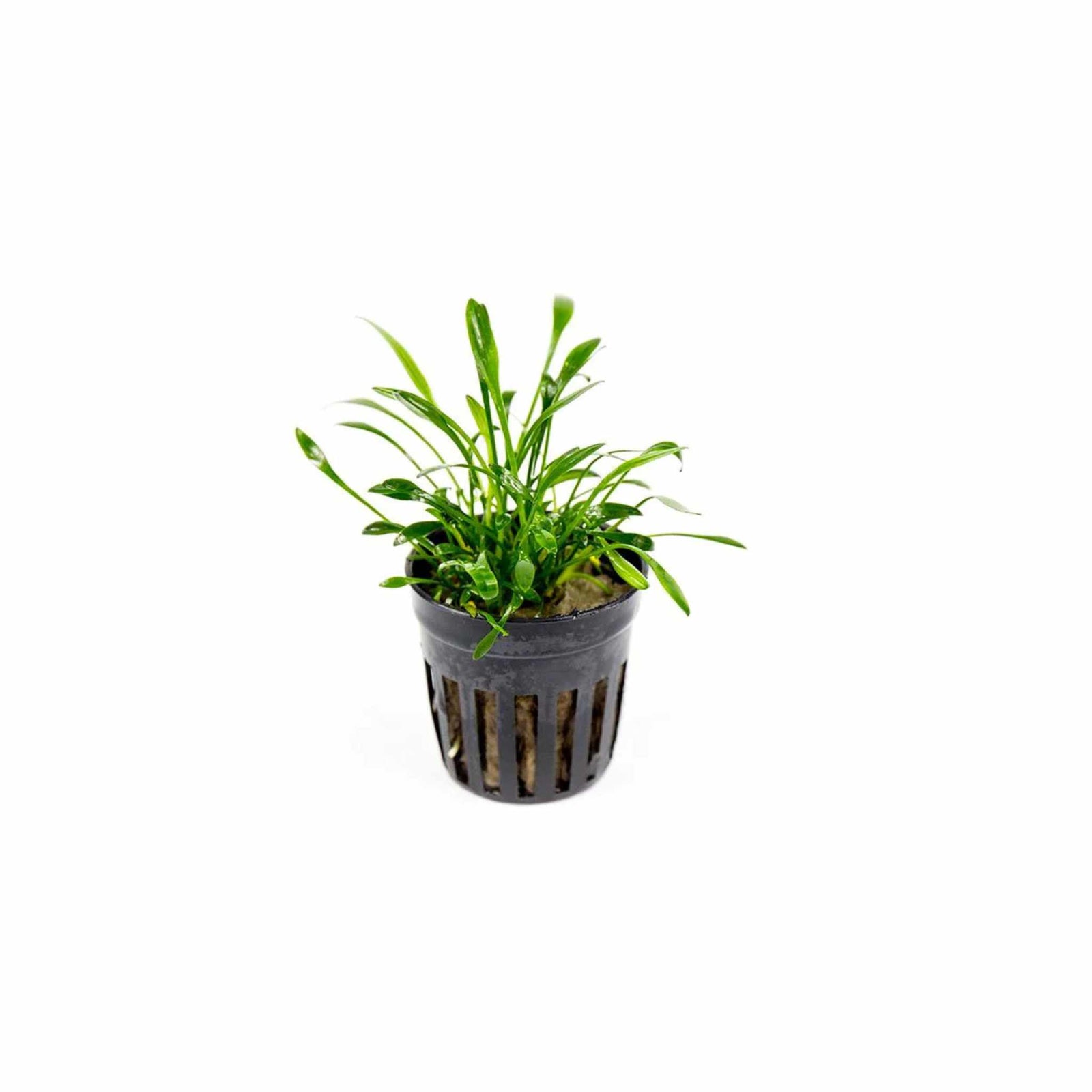 Cryptocoryne Parva