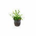 Cryptocoryne Parva