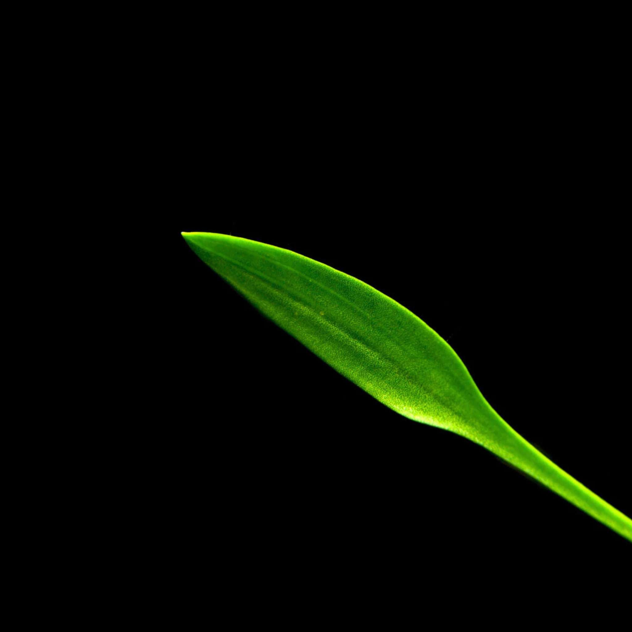 Cryptocoryne Parva ideal for nano tanks USA