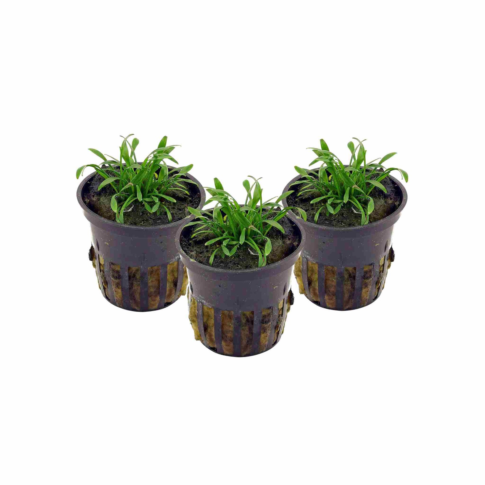 Cryptocoryne Parva