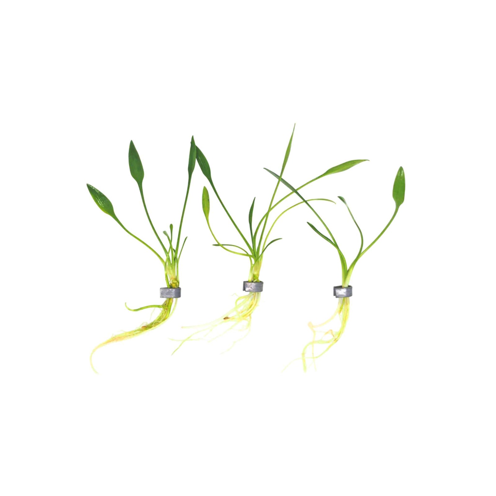 Cryptocoryne Parva plants with healthy roots USA