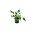 Cryptocoryne Crypt (Undulata)