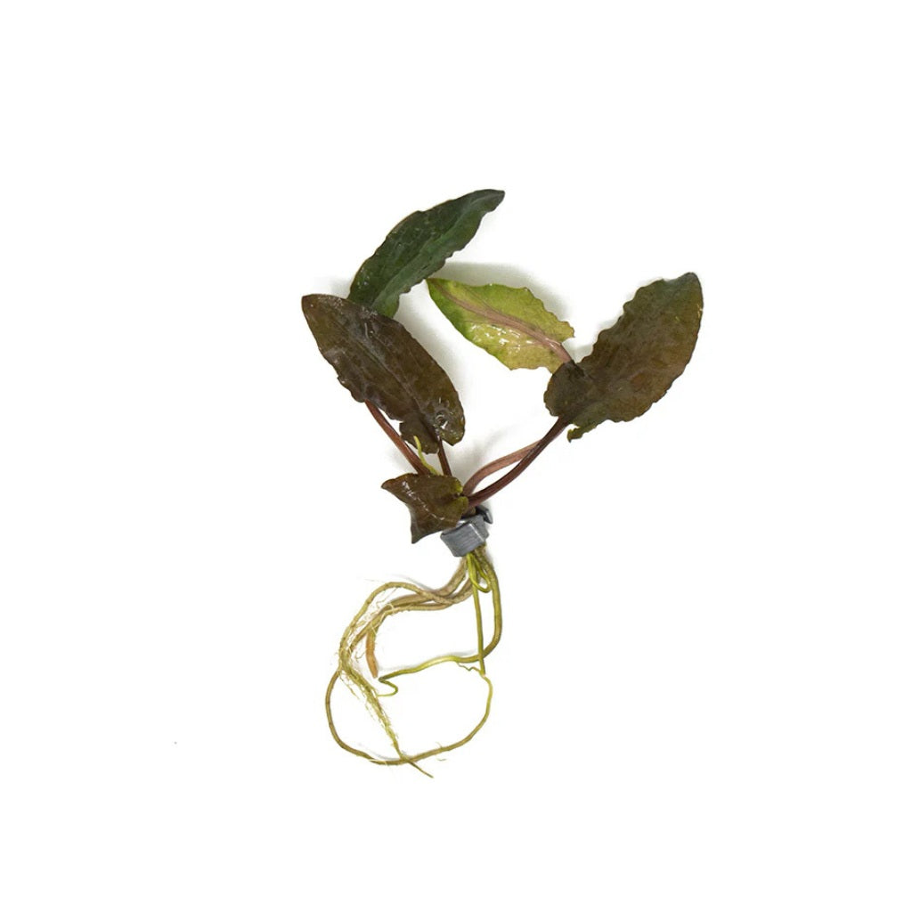 Cryptocoryne Wendtii Brown Bare Root, USA aquarium plant sale.