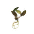 Cryptocoryne Wendtii Brown Bare Root, USA aquarium plant sale.