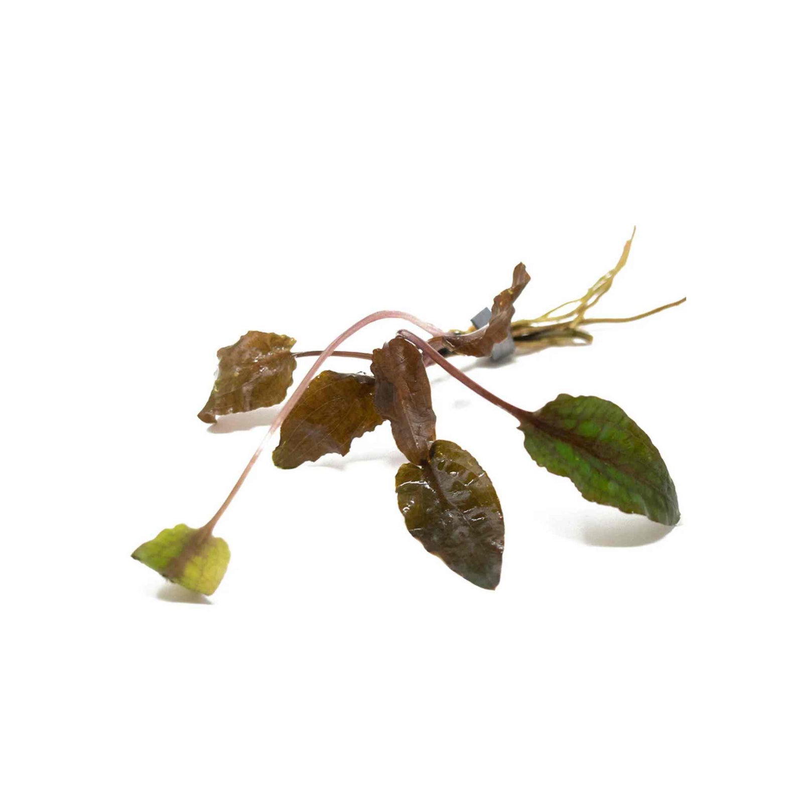 Cryptocoryne Wendtii Brown Bare Root