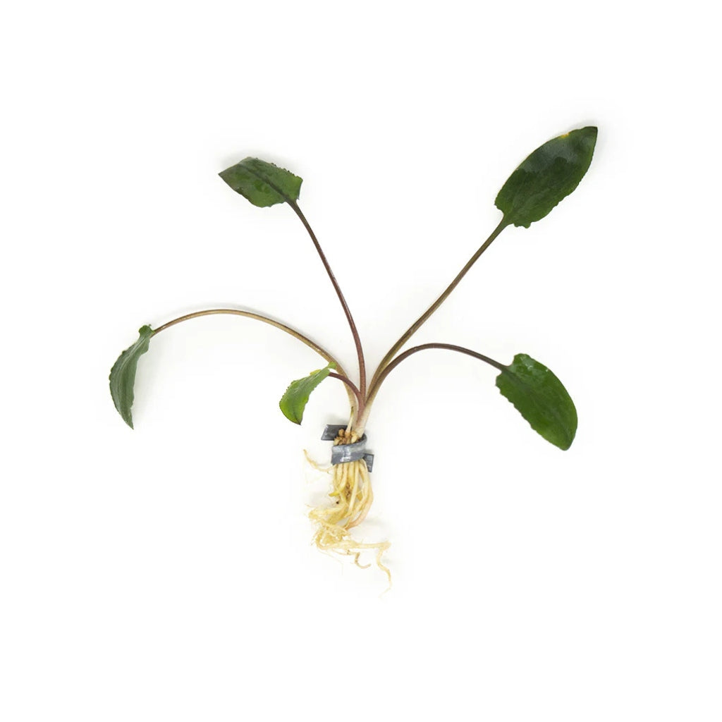 Cryptocoryne Wendtii Green Bare Root, USA aquarium plant.