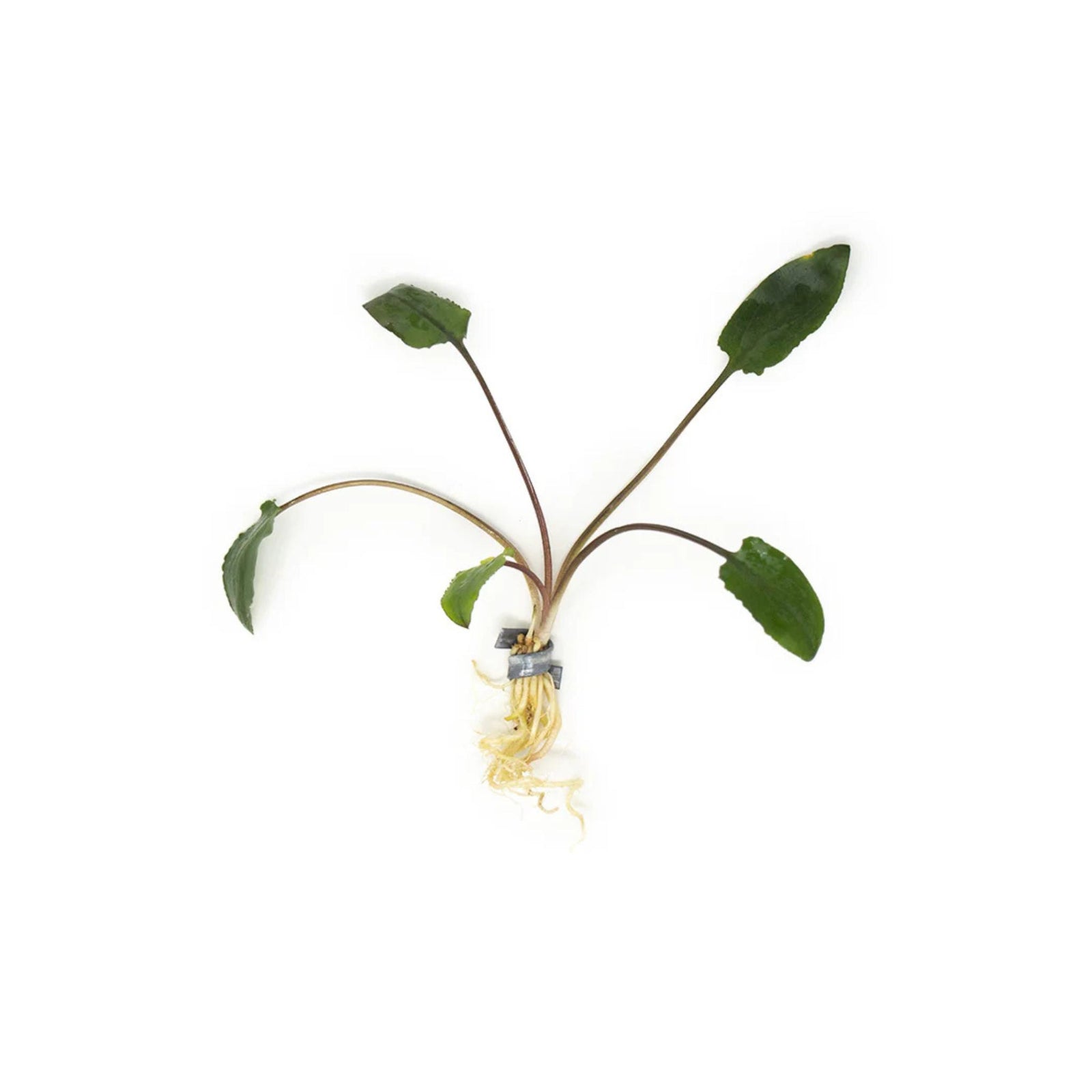 Cryptocoryne Wendtii Green Bare Root