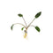 Cryptocoryne Wendtii Green Bare Root