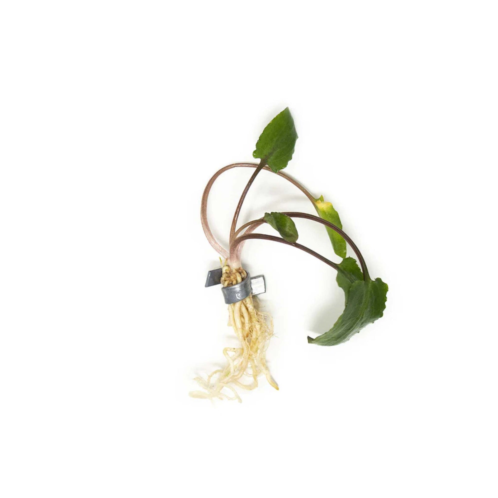 Cryptocoryne Wendtii Green Bare Root