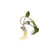 Cryptocoryne Wendtii Green Bare Root