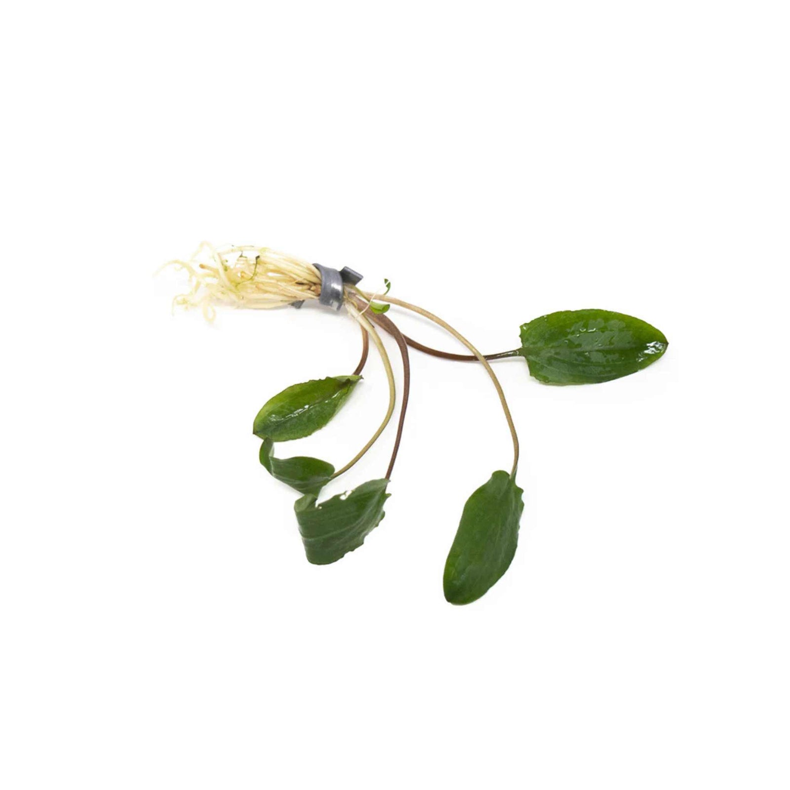 Cryptocoryne Wendtii Green Bare Root