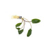 Cryptocoryne Wendtii Green Bare Root
