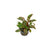 Cryptocoryne Wendtii Red