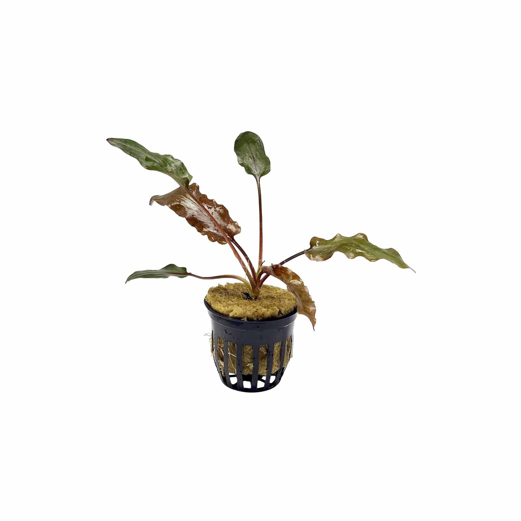 Cryptocoryne Wendtii Red easy aquarium plant USA