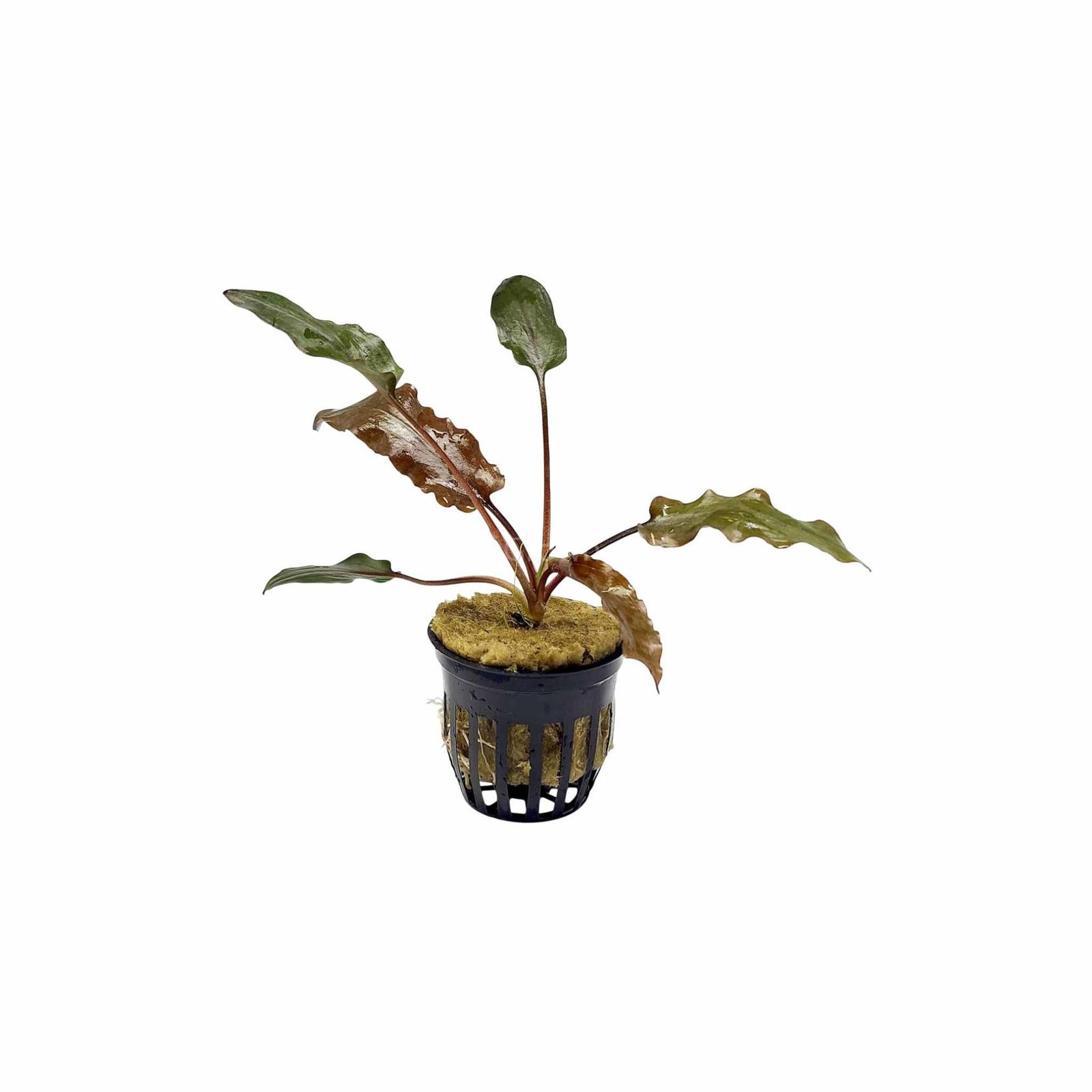 Cryptocoryne Wendtii Red easy aquarium plant USA