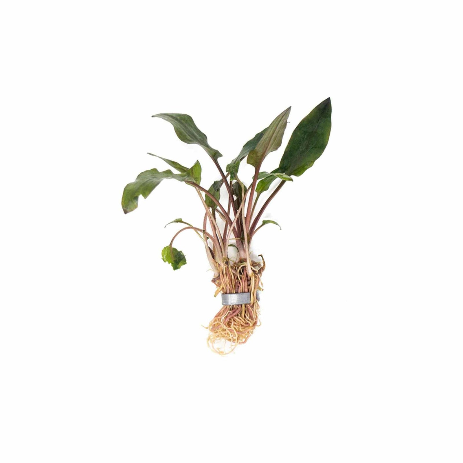 Cryptocoryne Wendtii Red freshwater aquarium plant USA