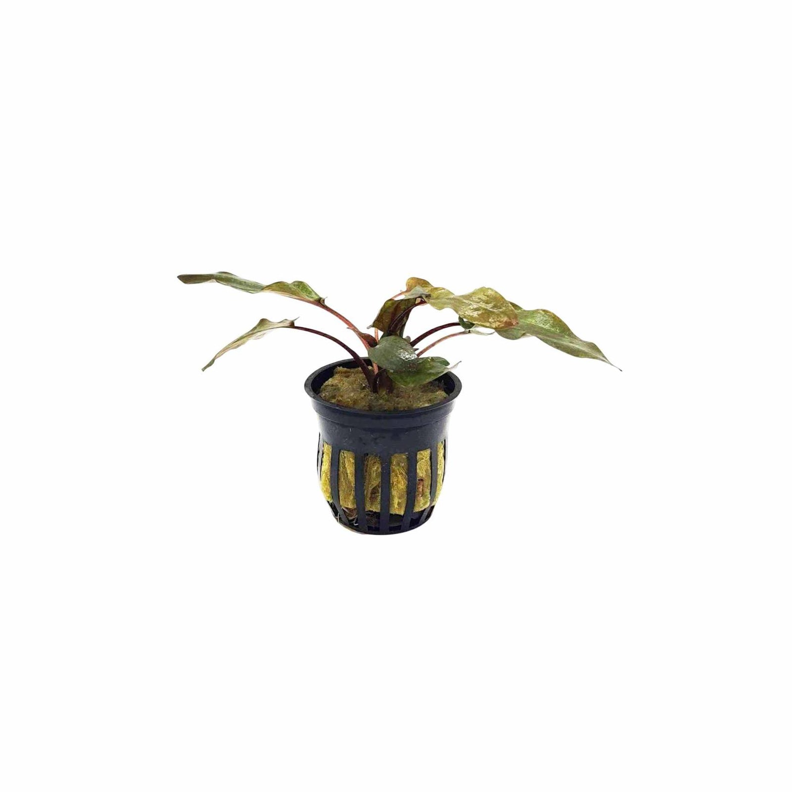 Cryptocoryne Wendtii Red popular aquatic plant USA