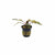 Cryptocoryne Wendtii Red popular aquatic plant USA