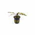 Cryptocoryne Wendtii Red popular aquatic plant USA