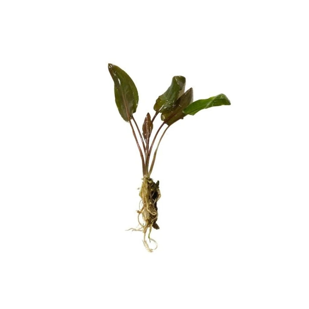 Cryptocoryne Wendtii Red, aquarium plant, USA sale.