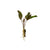 Cryptocoryne Wendtii Red, aquarium plant, USA sale.