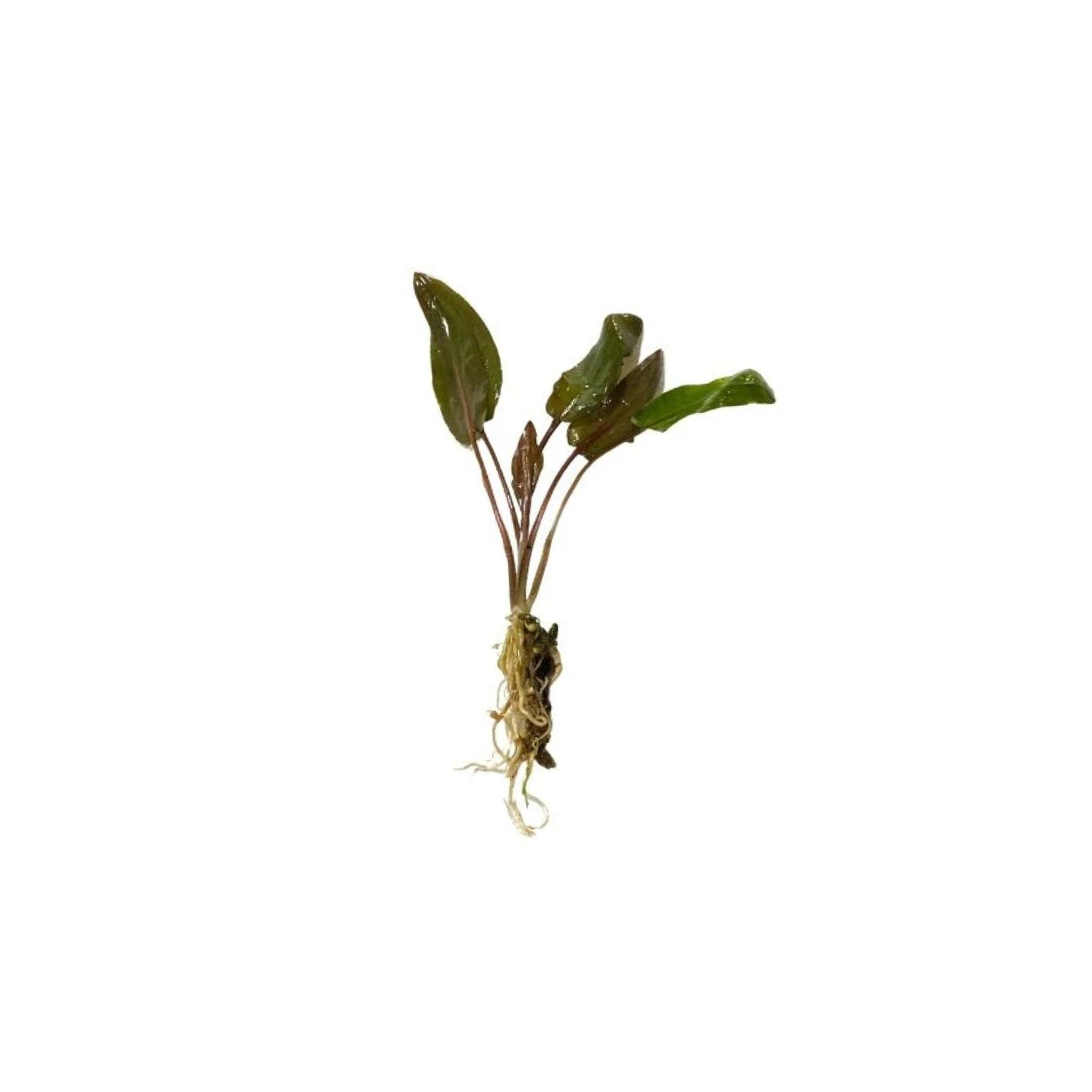 Cryptocoryne Wendtii Red