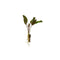 Cryptocoryne Wendtii Red