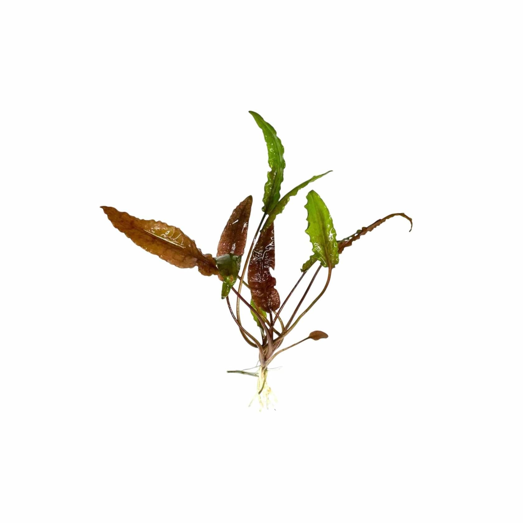 Cryptocoryne Wendtii Red aquatic plant vibrant leaves USA