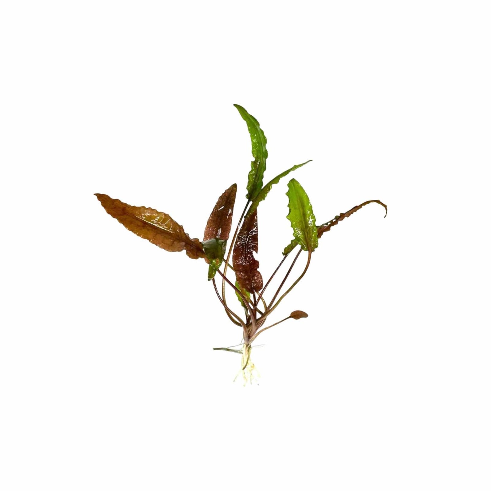 Cryptocoryne Wendtii Red aquatic plant vibrant leaves USA