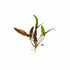 Cryptocoryne Wendtii Red aquatic plant vibrant leaves USA