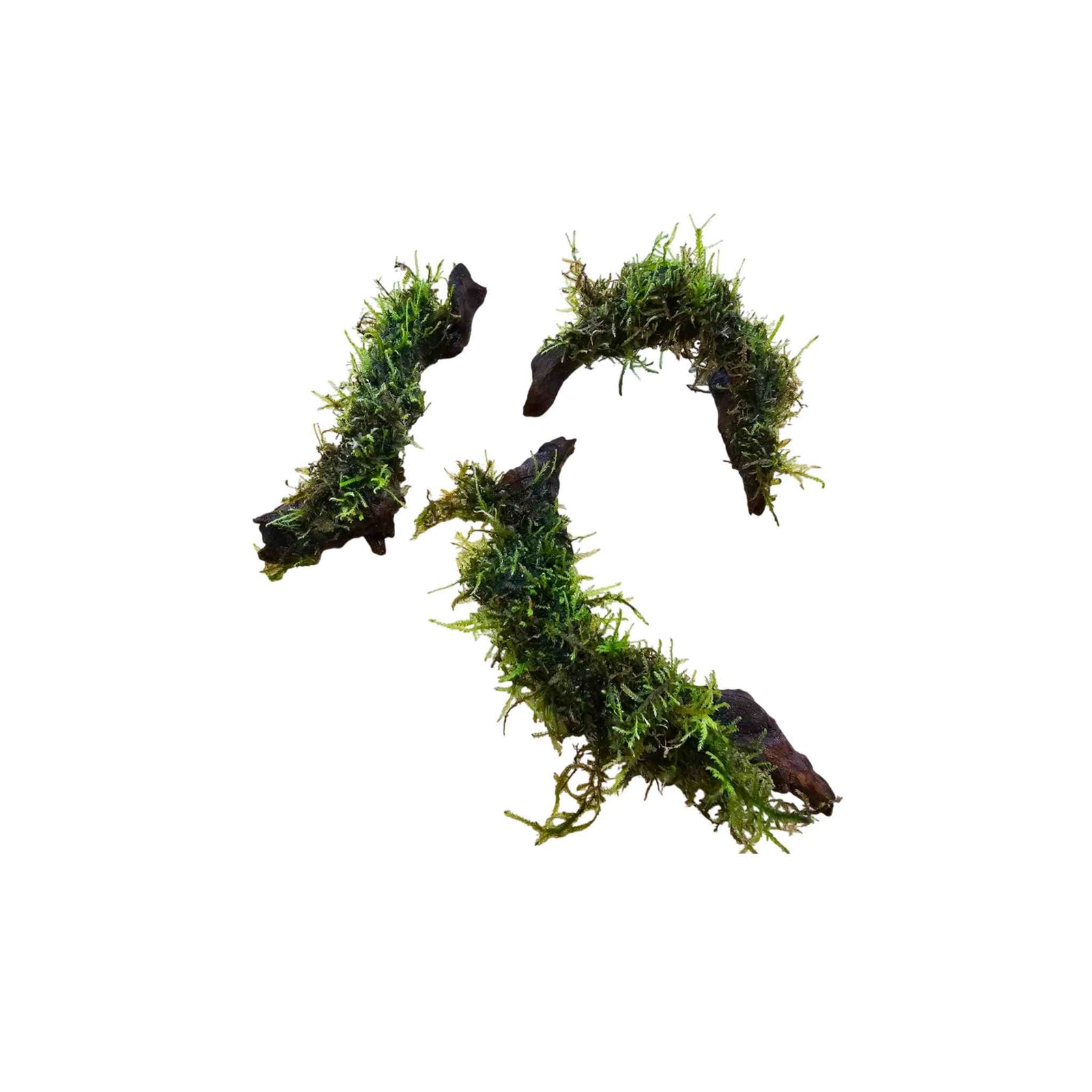 Decorative moss and driftwood centerpiece for home aquarium or terrarium, USA