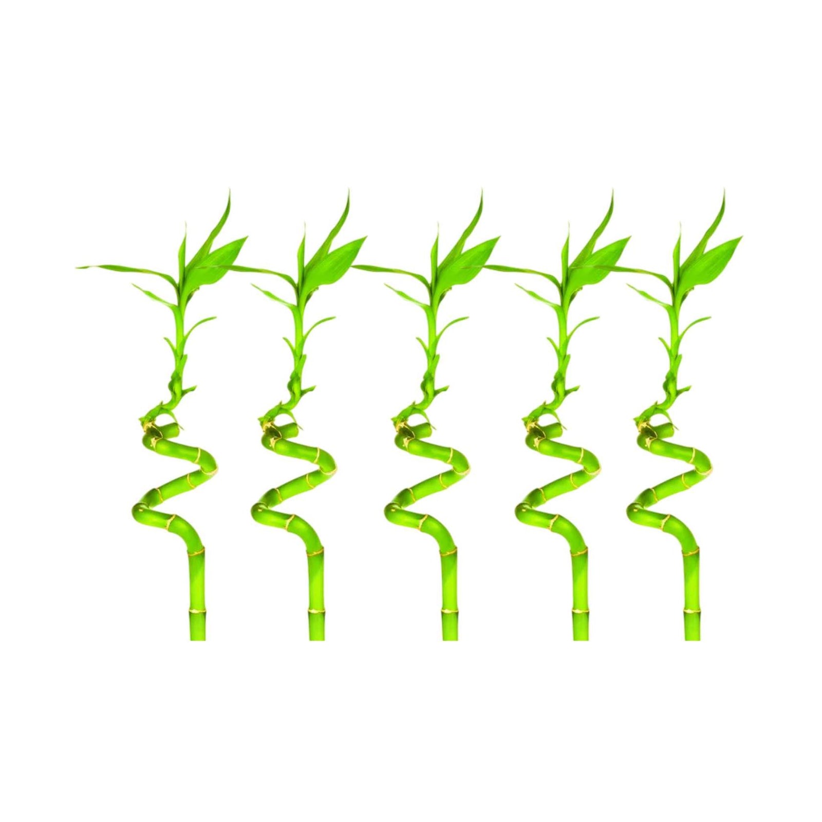 Lucky Bamboo Plant (Dracaena Sanderiana)