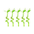 Lucky Bamboo Plant (Dracaena Sanderiana)