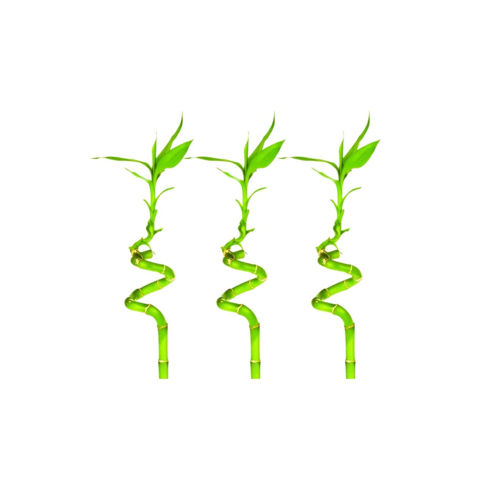 Lucky Bamboo Plant (Dracaena Sanderiana)