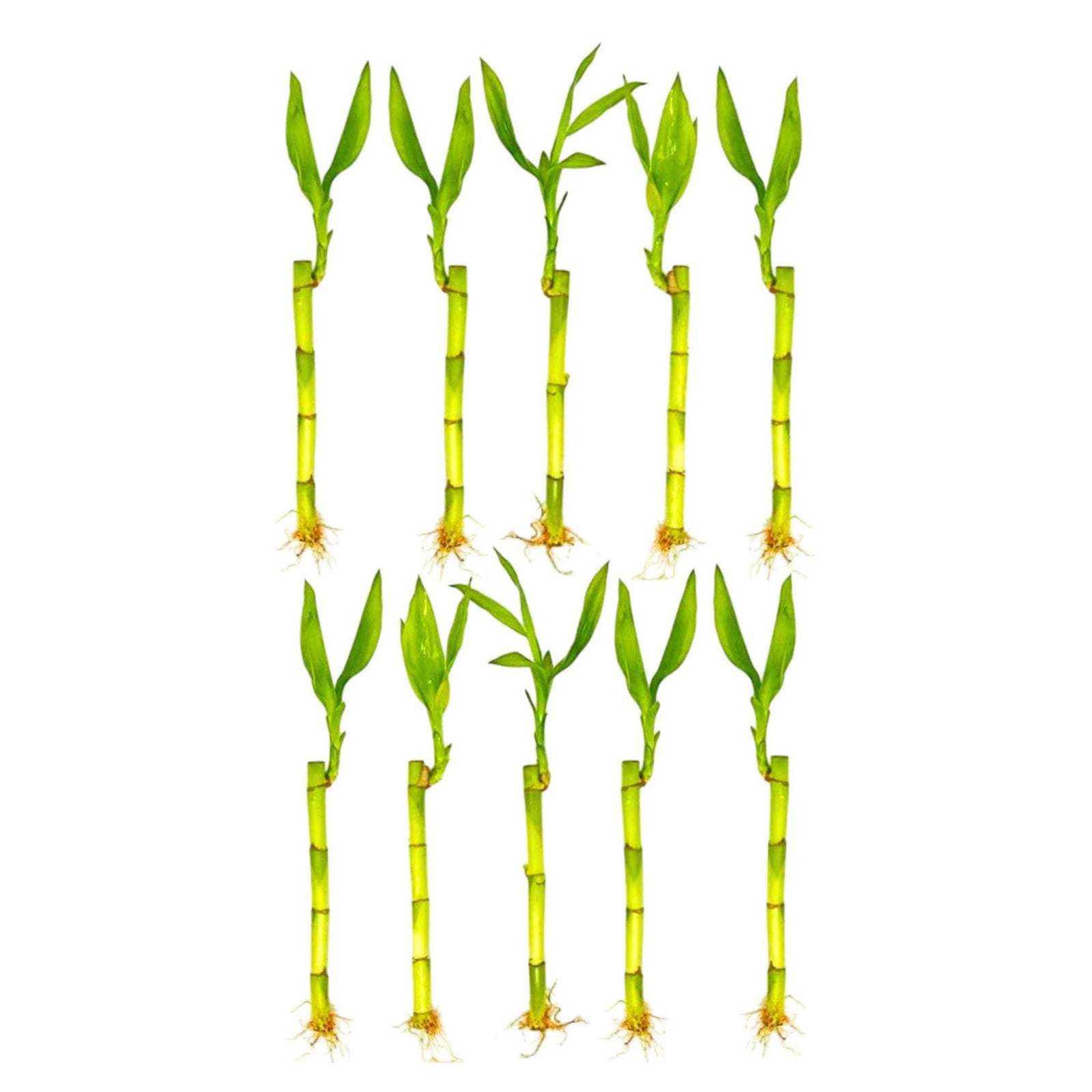 Lucky Bamboo Plant (Dracaena Sanderiana)